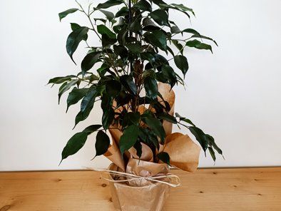Gardenium vrtni centar