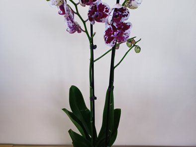 Gardenium vrtni centar