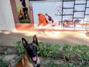 TIMI PET Veterinarska apoteka i Pet shop