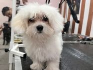 LEJDI pet salon
