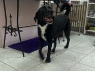 LEJDI pet salon