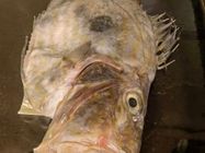 Pacific Fish ribarnica