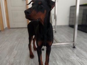 Green Pet Vet veterinar