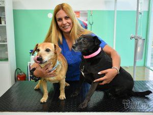Blok vet veterinarska ambulanta