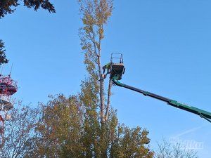 Tree Guard – Sečenje i održavanje drveća