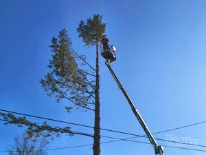 Tree Guard – Sečenje i održavanje drveća