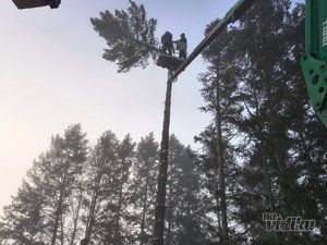 Tree Guard – Sečenje i održavanje drveća