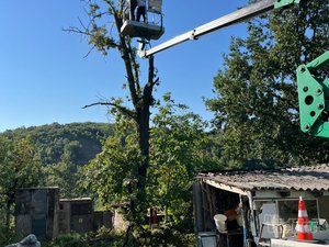 Tree Guard – Sečenje i održavanje drveća