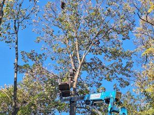 Tree Guard – Sečenje i održavanje drveća