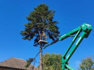 Tree Guard – Sečenje i održavanje drveća