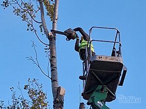 Tree Guard – Sečenje i održavanje drveća