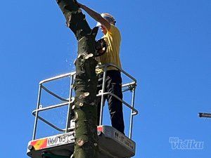 Tree Guard – Sečenje i održavanje drveća