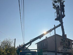 Tree Guard – Sečenje i održavanje drveća