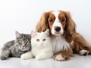 Veterinarska ambulanta MDV VET