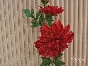 Vestačko cveće online shop