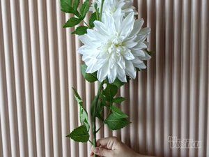 Vestačko cveće online shop
