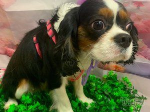 Smile Dogs grooming salon