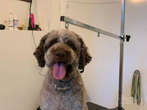 Smile Dogs grooming salon