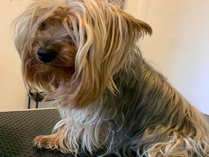 Smile Dogs grooming salon