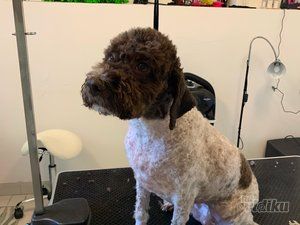 Smile Dogs grooming salon