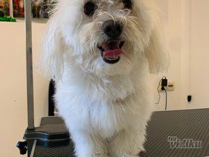 Smile Dogs grooming salon