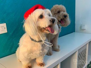 Smile Dogs grooming salon