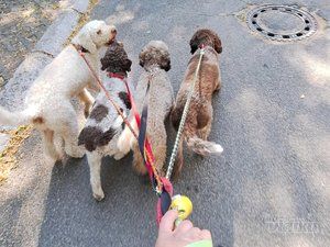 Smile Dogs grooming salon