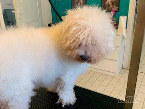 Smile Dogs grooming salon