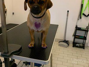 Smile Dogs grooming salon