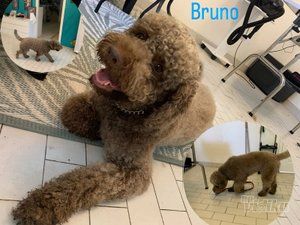 Smile Dogs grooming salon