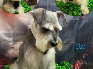 Smile Dogs grooming salon