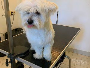 Smile Dogs grooming salon