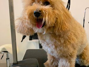 Smile Dogs grooming salon