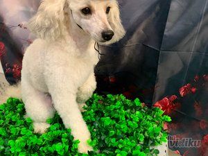 Smile Dogs grooming salon