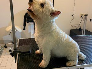 Smile Dogs grooming salon