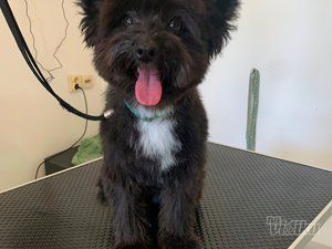 Smile Dogs grooming salon