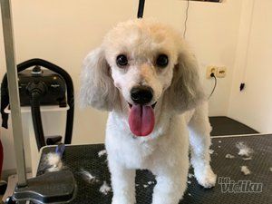 Smile Dogs grooming salon