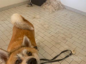 Smile Dogs grooming salon