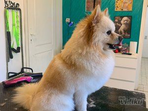 Smile Dogs grooming salon