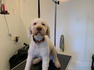 Smile Dogs grooming salon