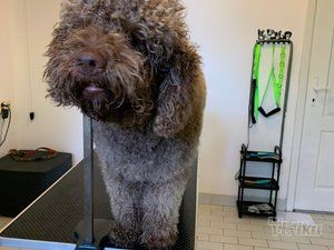 Smile Dogs grooming salon