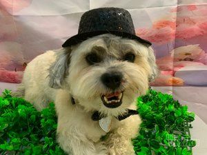 Smile Dogs grooming salon