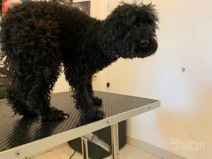 Smile Dogs grooming salon