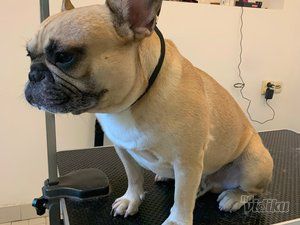 Smile Dogs grooming salon