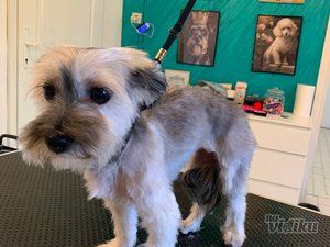 Smile Dogs grooming salon