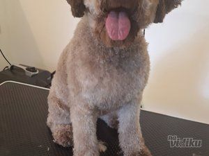 Smile Dogs grooming salon