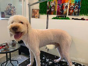 Smile Dogs grooming salon