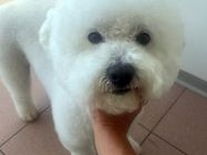 Magare Vet Pet veterinarska ambulanta