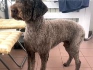 Magare Vet Pet veterinarska ambulanta