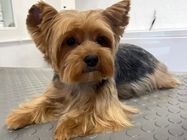 Magare Vet Pet salon za kućne ljubimce